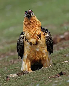 Pyrenees: Bearded vulture (Gypaetus barbatus) devours a sheep's