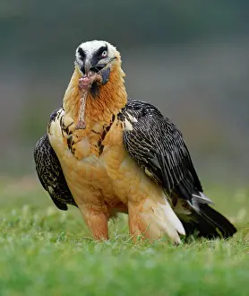 Pyrenees: Bearded vulture (Gypaetus barbatus) devours a sheep's