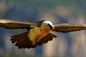 Pyrenees: Bearded vulture (Gypaetus barbatus), in flight