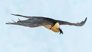 Canton: Bearded vulture (Gypaetus barbatus), in flight over