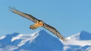 Canton: Bearded vulture (Gypaetus barbatus), in flight over