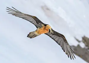Canton: Bearded vulture (Gypaetus barbatus), in flight over