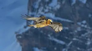 Canton: Bearded vulture (Gypaetus barbatus), flying over