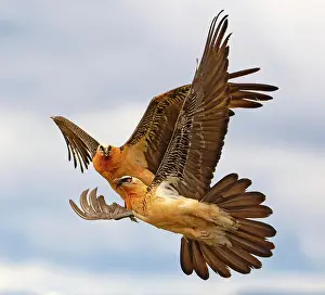 Pyrenees: Bearded Vulture (Gypaetus barbatus), pair in flight