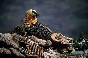 Scavanging: Bearded Vulture / Lammergeier - Next to carcass