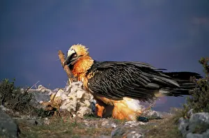 Scavanging: Bearded Vulture / Lammergeier - with carcass bone in beak