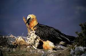 Scavanging: Bearded Vulture / Lammergeier - With carcass bone in beak
