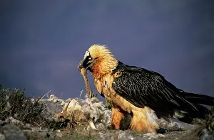 Scavanging: Bearded Vulture / Lammergeier - Feeding