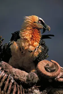 Scavanging: Bearded Vulture / Lammergeier - feeding on carcass