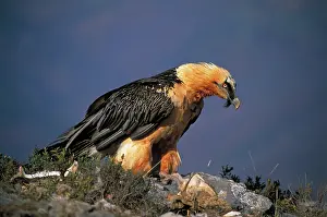 Scavanging: Bearded Vulture / Lammergeier - feeding on carcass
