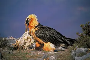 Scavanging: Bearded Vulture / Lammergeier - feeding on carcass