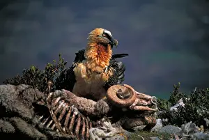 Scavanging: Bearded Vulture / Lammergeier - feeding on carcass