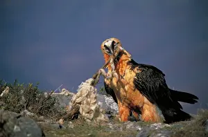 Scavanging: Bearded Vulture / Lammergeier - Feeding on carcass bones