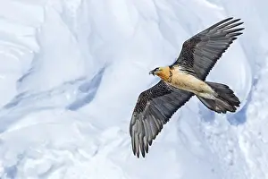 Passes: Bearded vulture, lammergeier, (Gypaetus barbatus)