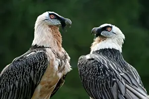 Gypaetus: Bearded Vulture / Lammergeier - Pair standing togetherbirds
