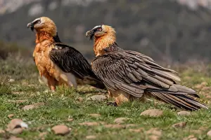 Barbatus: Two bearded vultures (Gypeatus barbatus) adult