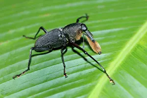 Characteristics: Bearded weevil