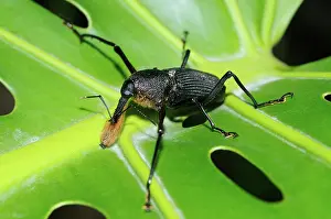 Characteristics: Bearded weevil