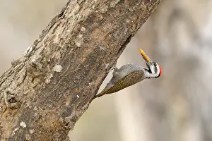 Bringing: Bearded Woodpecker