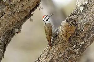 Umkhuze: Bearded Woodpecker