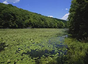 Eutrophic: Bearfort Waters, New Jersey