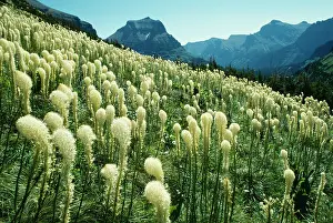 Tenax: BEARGRASS - growing at timber-line in mountains