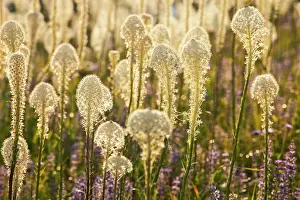 Lupine: Beargrass and lupine backlit on the slopes