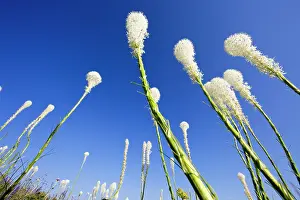 Whitefish: Beargrass on the slopes at Whitefish Mountain