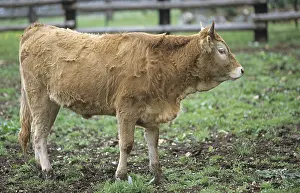 Barriers: Bearnaise calf standing in an enclosure