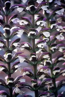 Spinosus: Bear's Breeches