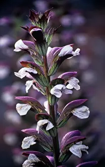 Spinosus: Bear's Breeches