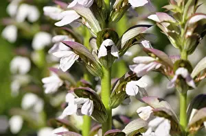 Mollis: Bear's Breeches, Acanthus mollis, Many white flowers growing