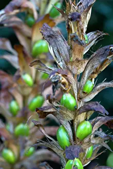 Mollis: Bear's breeches, Acanthus mollis, Side view of seedhead