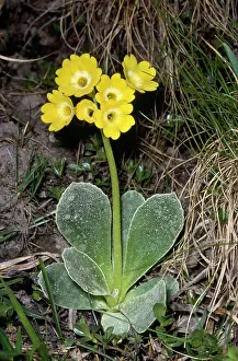 Auricula: Bears Ear