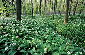 Garlics: Bear's Garlic in forest