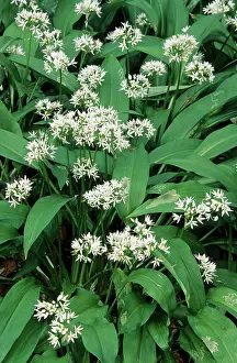 Garlics: Bear's Garlic in forest