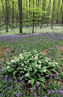 Garlics: Bear's Garlic in forest