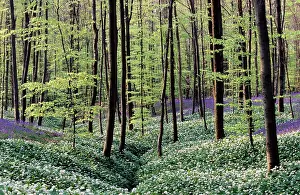 Garlics: Bear's Garlic in forest