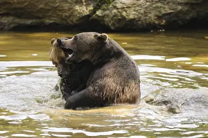 Splash: Two bears playfully interacting in the water