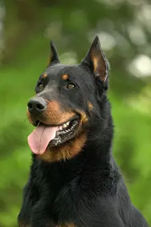Beauce: Beauceron / Bas Rouge / Berger de Beauce