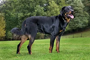 Beauce: Beauceron dog