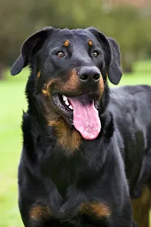 Beauce: Beauceron dog