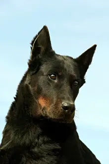 Beauceron: Beauceron Dog
