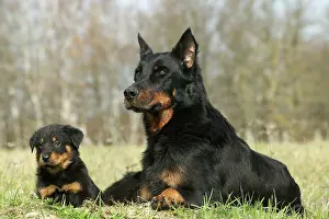 Beauceron: Beauceron Dog - Adult with puppy