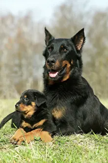 Beauceron: Beauceron Dog - adult with puppy