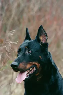 Beauceron: Beauceron DOG - close-up of head, alert
