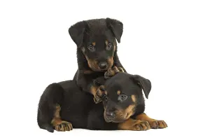 Beauceron: Two Beauceron Dog, puppies