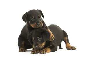 Beauceron: Two Beauceron Dog, puppies