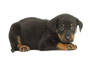 Beauceron: Beauceron Dog, puppy