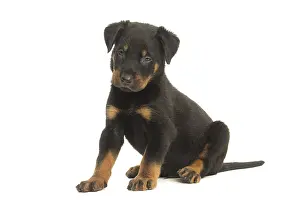 080917: Beauceron Dog, puppy